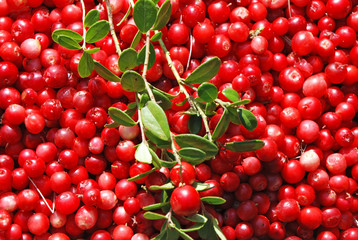 Lingonberry (Vaccinium vitis-idaea)