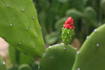 Cactus with its red budding flower.