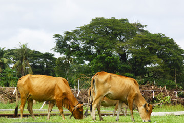 The cow eats the grass going through the village