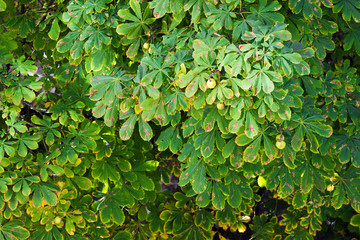 Chestnut tree at summer.