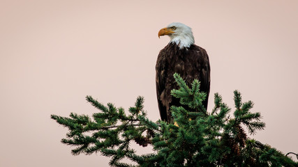 eagle in a fir tree at sunset