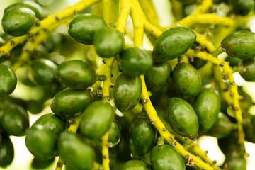 Close up of palm fruit
