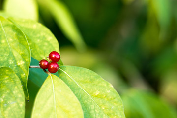 Wild Red Berries