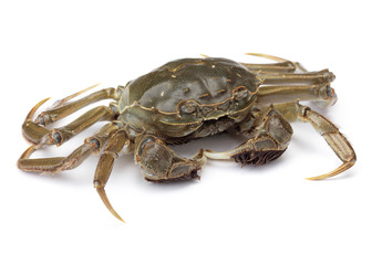 Fresh Crab