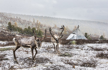 rein deer in a snow in northern Mongolia