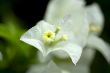 Fototapeta na wymiar Close up pollen