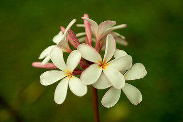 Plumeria Flower