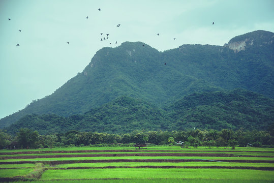 Rural landscape. Fields in season Natural mountains. There are birds in the sky.