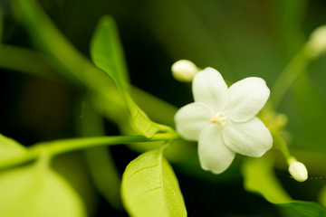 close up flowers