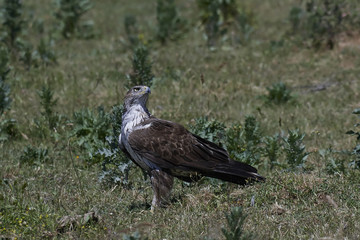 Bonellis eagle (Aquila fasciata)