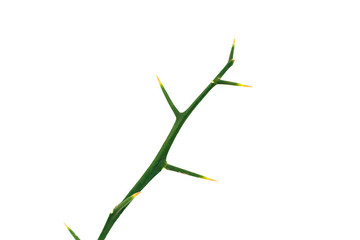 Big thorn the kaffir lime branch isolated