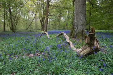 Bluebells in Spring