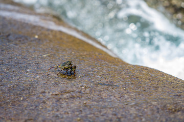 Hairy leg mountain crab