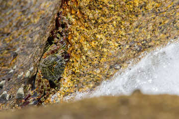 Hairy leg mountain crab