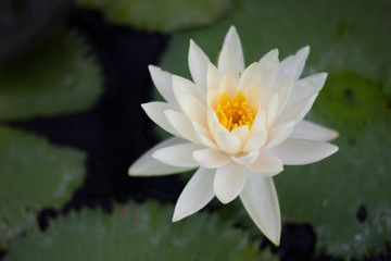 White lotus