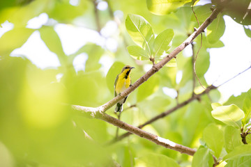 Olive backed sunbird or Yellow bellied sunbird in park at bangkok, Thailand