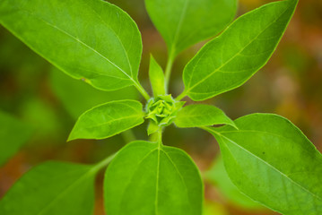 Flower bud, which will be revealed soon, close up and selective focus