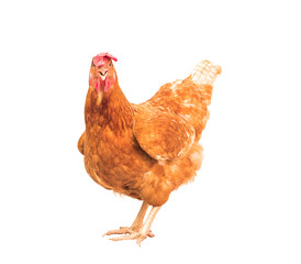 corps entier de poule de poulet brune debout isolé sur fond blanc utilisé pour les animaux de ferme et le thème de l& 39 élevage