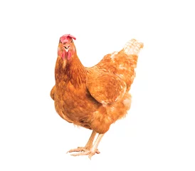 Poster volledige lichaam van bruine kip kip staande geïsoleerde witte achtergrond gebruik voor boerderijdieren en vee thema © stockphoto mania