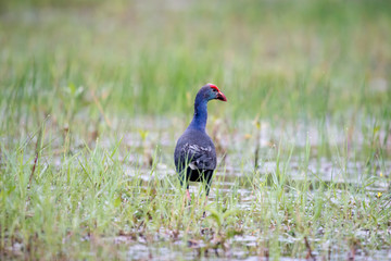Purple Swamphen in wetlands Thale Noi, one of the country's largest wetlands covering Phatthalung, Nakhon Si Thammarat and Songkhla, South of THAILAND.