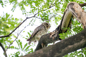 spotted owl