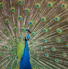 Naklejka premium Peacock