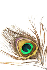 Detail of peacock feather on white background