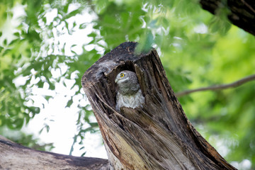 cute spotted owl