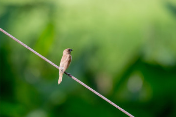 Scaly-breasted Munia