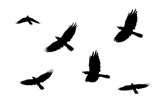 silhouettes of flying birds isolated on white background