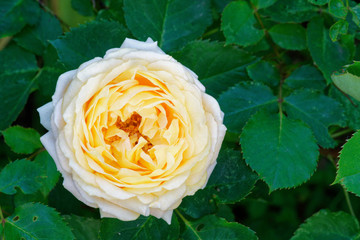 Fototapeta 'Dany Hahn' is a rose with white, pink center. It's moderate apricot or peach and has about 50 to 60 petals. It flowers in clusters in a spring or summer flush with scattered later bloom. obraz