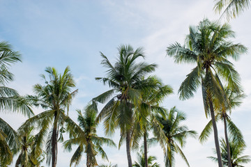 Fototapeta na wymiar Coconut with sky