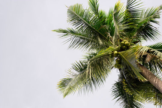 Coconut with sky