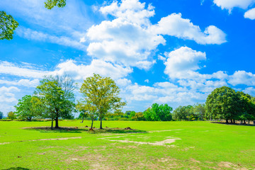 森林と広場 奈良公園