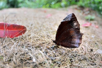 Butterfly from the Taiwan (Elymnias hypermnestra hainana Moore) Blue-edged saw butterfly