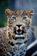 Naklejka premium Close angry leopard portrait
