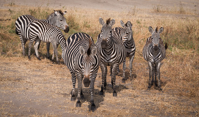 Fototapeta na wymiar A herd of zebras in Tarangire National park