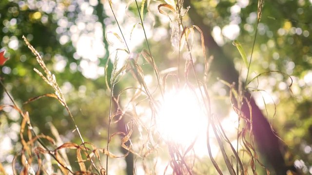 Sunlight shining through a patch of odd jungle grass in the forest