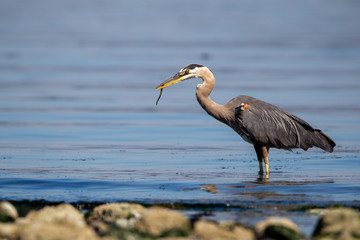 Kanadareiher (Ardea herodias) frisst einen Fisch im flachen Wasser am Island View Beach auf Vancouver Island, Kanada.