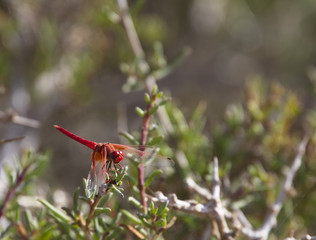 Scarlet Dragonfly or Scarlet Darter, (Crocothemis erythraea), male perched, Essaouira, Morocco.