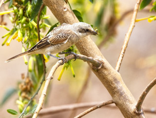 Juvenile Woodchat Shrike (Lanius senator), has just caught a wasp, Morocco.