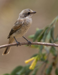 Juvenile Woodchat Shrike (Lanius senator), perched in a tree, Morocco.