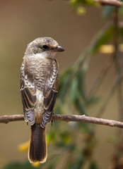 Juvenile Woodchat Shrike (Lanius senator), perched in a tree, Morocco.