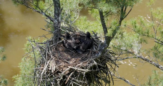 An unusual perspective of looking down into a nest of two baby bald eagles sitting in a nest high above a flowing river as one of the babies gets up to spread its wings.