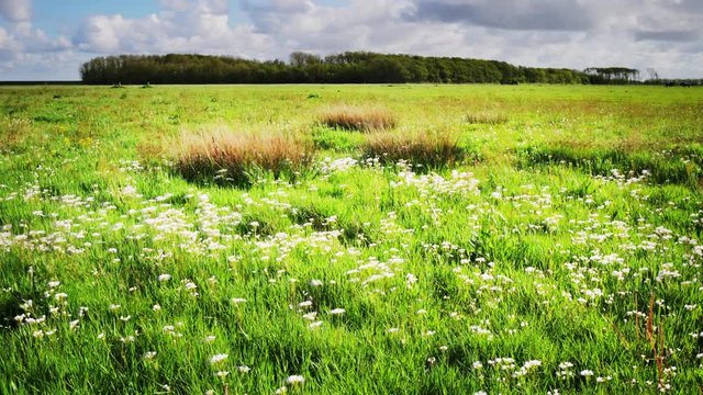 breeding bird protection organic polder farmland