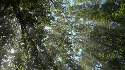 Sun Filtering Through Spring/Summer Treetops