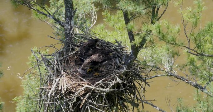 Unusual perspective looking down into a nest with two bald eagle babies high above a raging river.  One of the eaglets gets up to stretch its might wings.