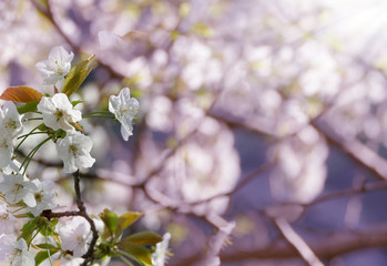 Almond tree in blossom beautiful