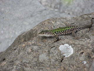 Podarcis siculus campestris Country lizard