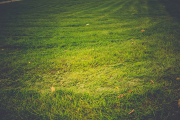 Green Grass Macro Retro